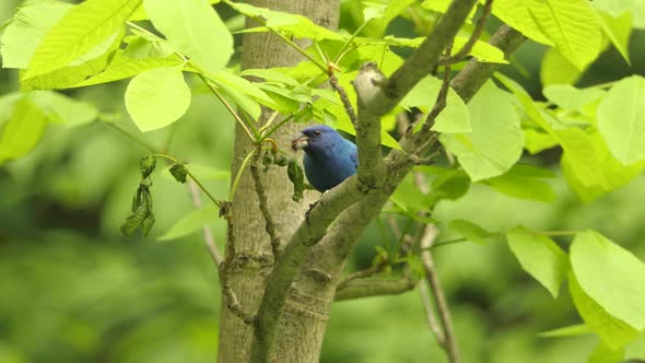 Indigo Bunting bird is eating insect just caught, birdwatching wild ...
