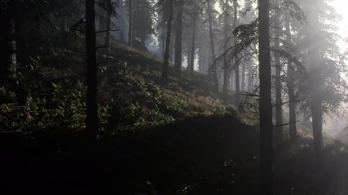 Calm Moody Forest in Misty Fog in the Morning