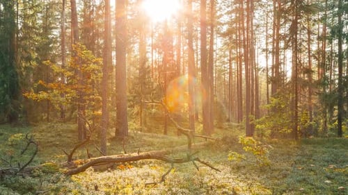Autumn Forest Time Lapse Timelapse