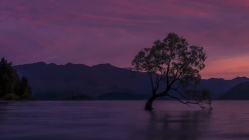 Wanaka Tree Neuseeland Zeitraffer