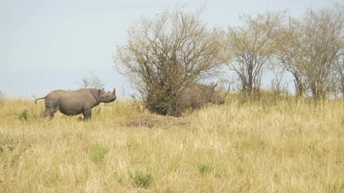 Two rhinoceros running in Masai Mara