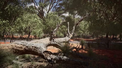 Dry Fallen Tree Trunk in Australian Outback Woodland
