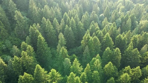 Vista aérea del bosque de pinos verdes con abetos oscuros