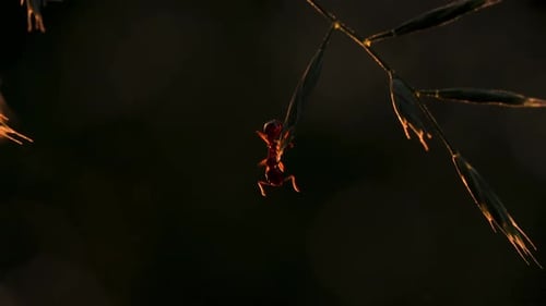 Una hormiga en la hierba