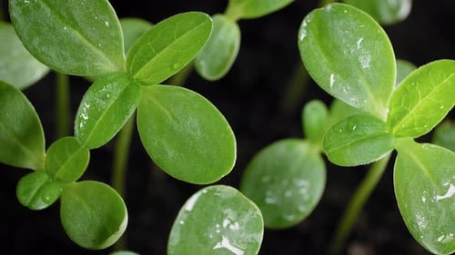 Close-Up of Fresh Green Plant Sprouts