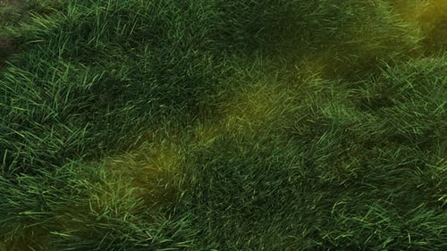 Animated Green Grass Field Loop with Sunlight
