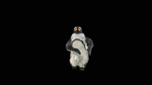 Realistic 3D Penguin Walking Animation Loop