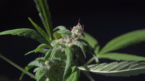 Static shot of the top of a marijuana plant with growing bud in outdoor light.