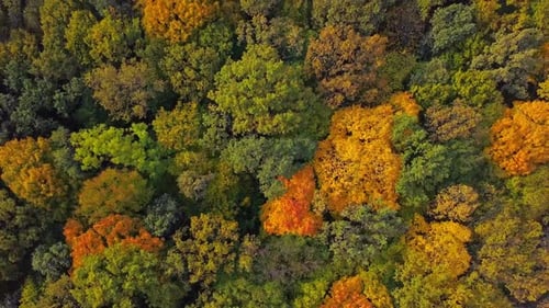 Top Down Autumn Wood. Nature Background. Aerial Top View of Autumn Forest with Colorful Trees