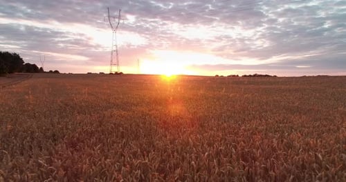 Aerial View of Wheat Field at Dusk Agriculture