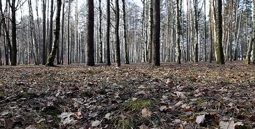 Idyllic Scene of Forest with Trees and Leaves