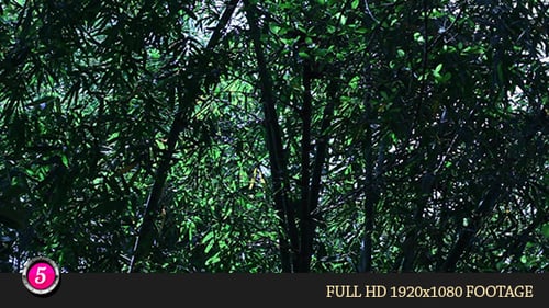Forest 7