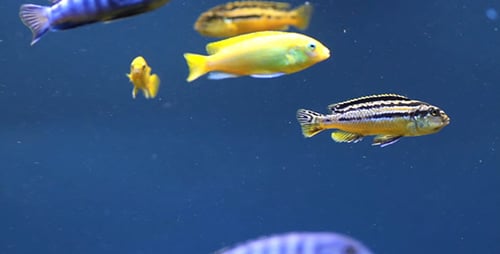 Aquarium Fish 11