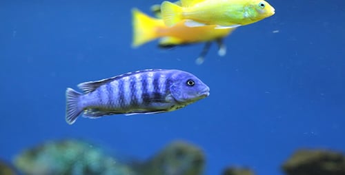 Aquarium Fish 12