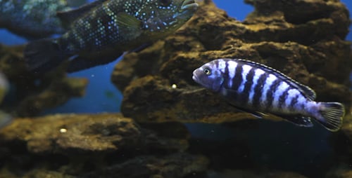 Aquarienfische 15