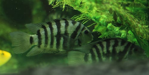 Aquarium Fish 16