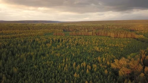 Forêt au coucher du soleil