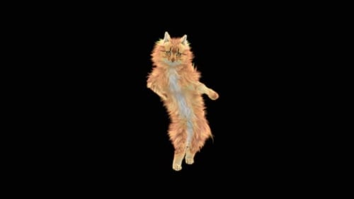 Katze tanzt HD