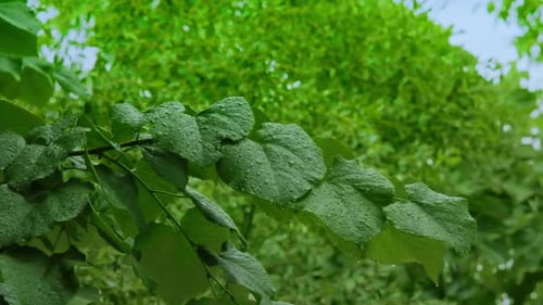 Des gouttes d'eau sur les feuilles