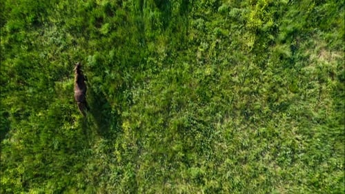 Chevaux sauvages qui courent des Mustangs sauvages sur la belle herbe verte
