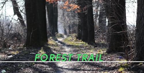 Forest Trail