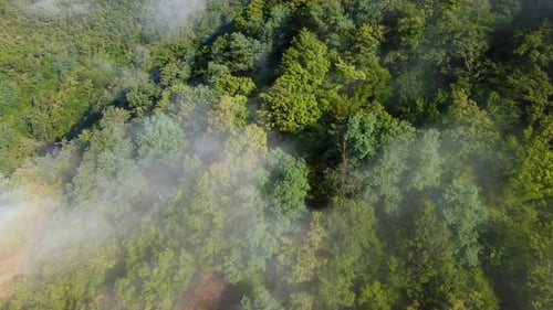 Morning Fog In The Mountain Forest