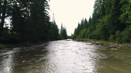 Mountain River Among Coniferous Forest