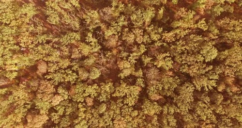 Aerial Birds Eye View of Forest in Autumn