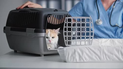 Portrait of Cat Sitting in Carrier in Medical Office for a Medical Examination a Female Veterinarian