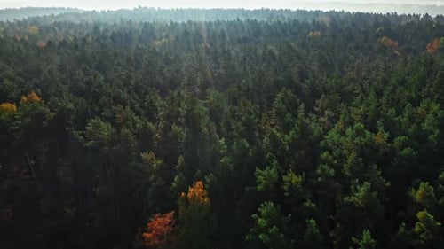 Aerial view of gren autumn forest in Poland