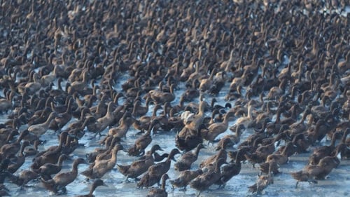 Enten