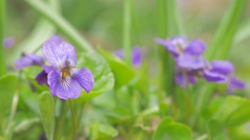 Beautiful viola odorata spring-briner flower hidden in the grass natural 4K 2160p 30fps UltraHD vide