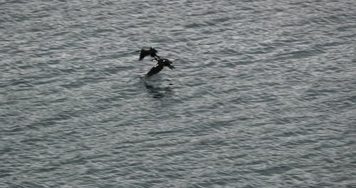 Two Water Birds Flying over Rippling Ocean
