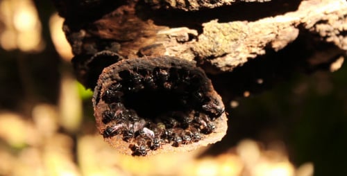 Insects Congregated Underneath a Tree Branch