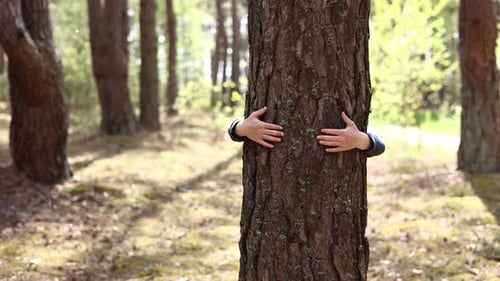 Arms Hugging a Tree Trunk in Forest