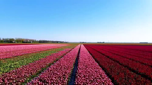 Beautiful Tulip Fields in the Netherlands During Spring Drone Aerial View of Tulip Fields Drone