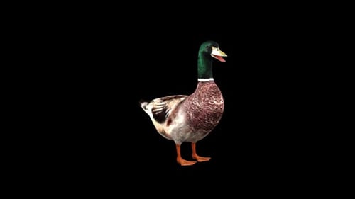Canard Idle