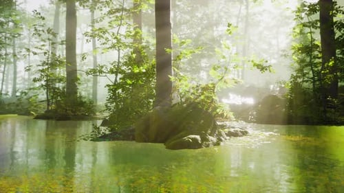 Panoramic of the Forest with River Reflecting the Trees in the Water