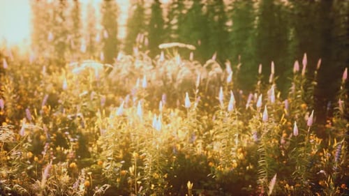 Wild Field Flowers at Summer Sunset