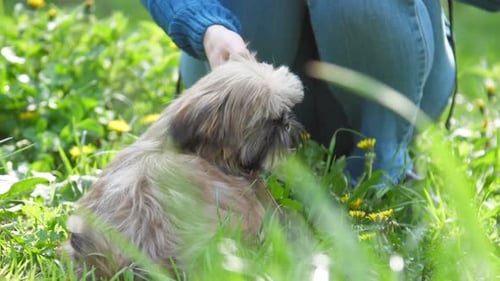 Cute Dog Getting Pet in Grassy Dandelion Field