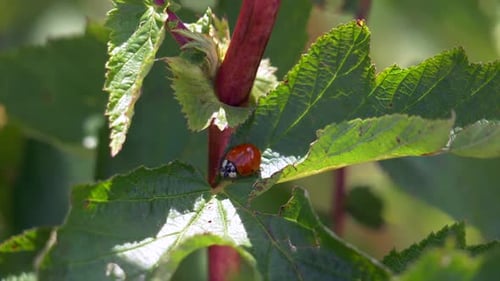 Roter Marienkäfer oder Marienkäfer auf grüner Pflanze bei sonnigem Tag in der Natur, Makro-Nahaufnahme