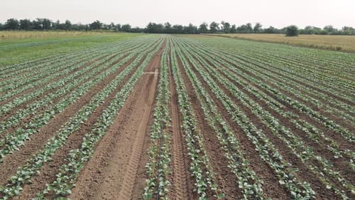 Green Cabbage Plant Field