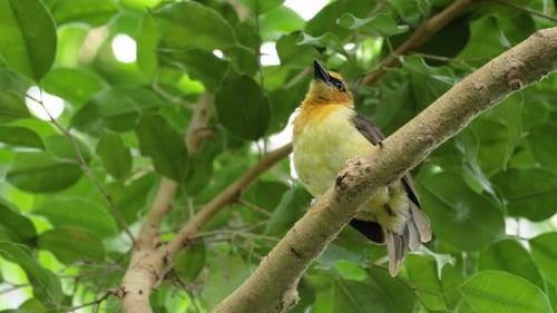 Close up shot of beautiful female black-necked weaver in tree