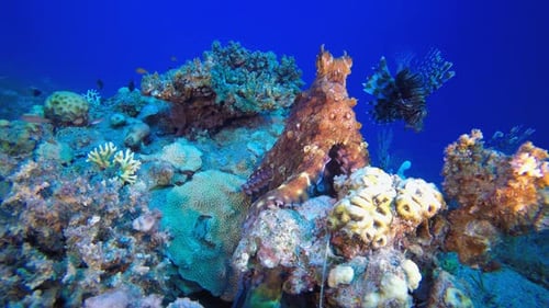 Octopus and Lionfish on a Beautiful Coral Reef