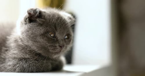 Adorable Fluffy Gray Kitten Lying on Window