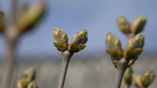 Fliederfarbene oder gewöhnliche lila Knospen 7