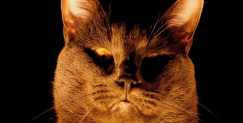 Gato entrando y saliendo