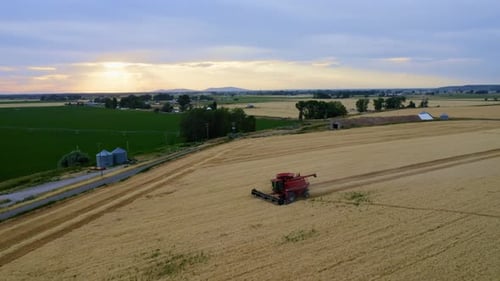 Combine Harvesting Wheat in Rural Golden Field at Sunset
