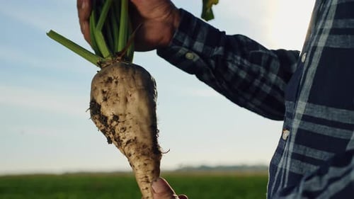The Cultivation of Sugar Beet