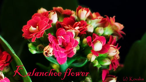 Opening Of Kalanchoe